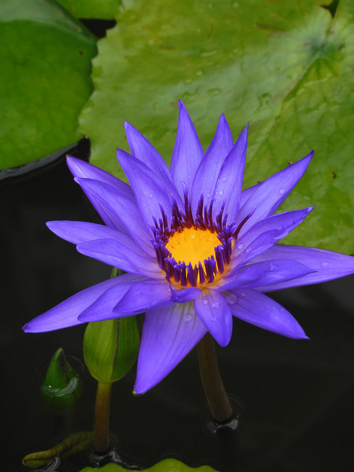 熱帯睡蓮 no.33「ディレクター・G.T.ムーア」〈神代植物公園 大温室