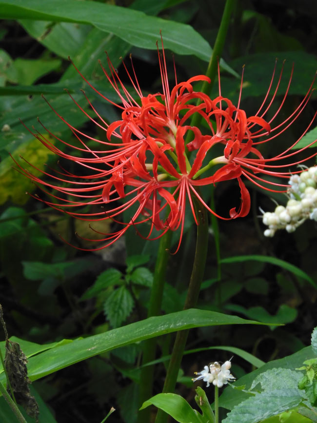☆花☆ zz-70865147_37-1.jpg?1714102391