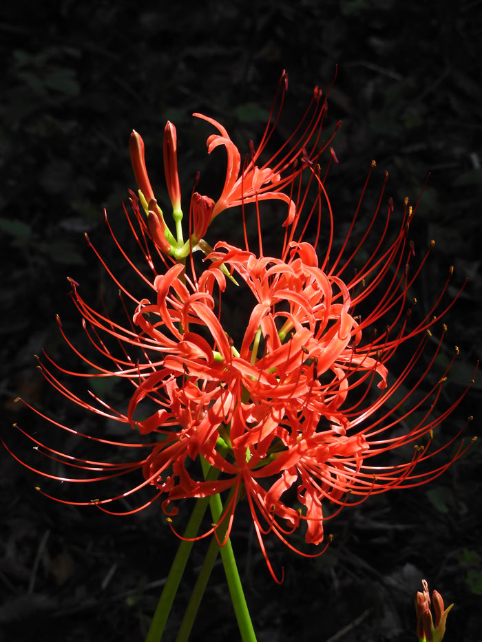 神代植物公園 2025 彼岸花 9月下旬の開花（咲き始め） | K U R A D A S H I