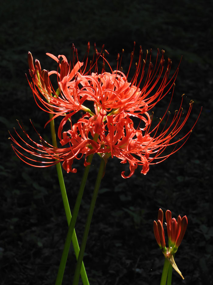 神代植物公園 2025 彼岸花 9月下旬の開花（咲き始め） | K U R A D A S H I