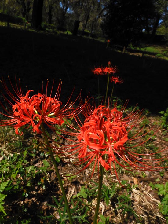 神代植物公園 2025 彼岸花 9月下旬の開花（咲き始め） | K U R A D A S H I