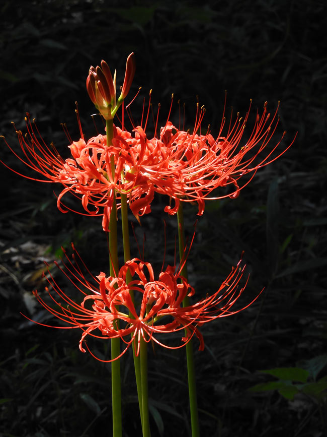 神代植物公園 2025 彼岸花 9月下旬の開花（咲き始め） | K U R A D A S H I