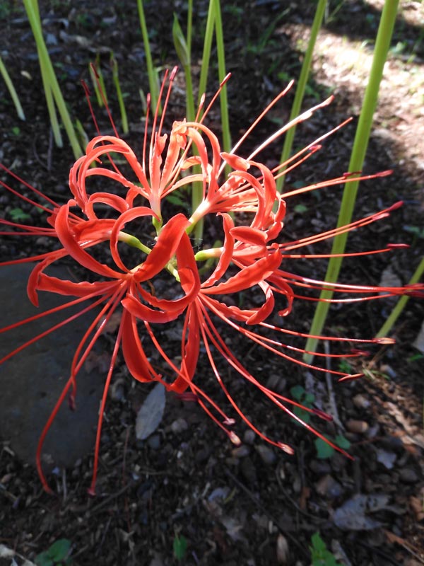 神代植物公園 2025 彼岸花 9月下旬の開花（咲き始め） | K U R A D A S H I