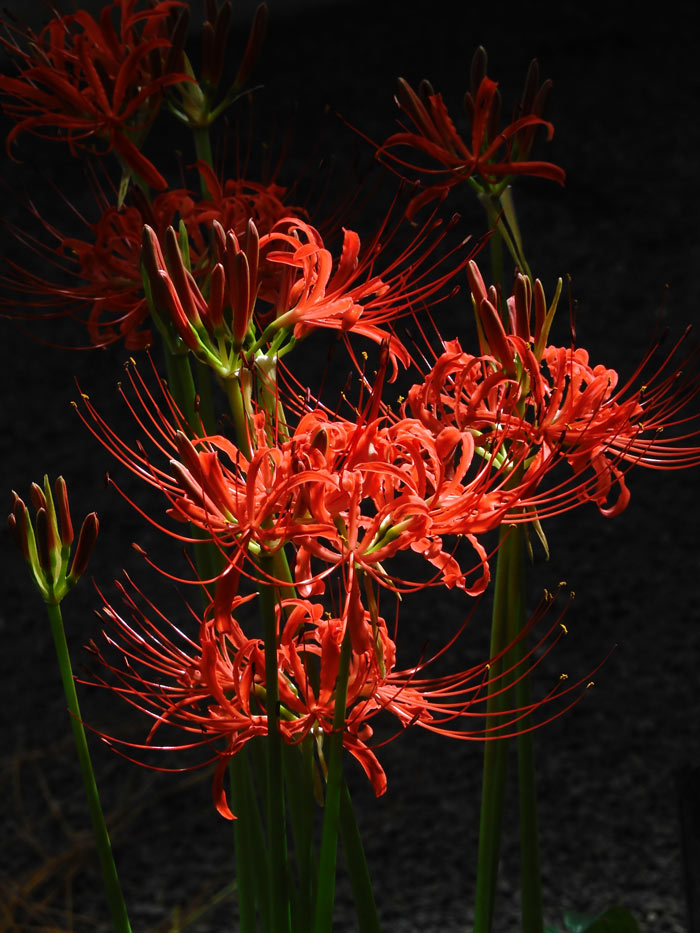 牧野記念庭園 2025 彼岸花 9月下旬開花、白花曼珠沙華は満開見頃