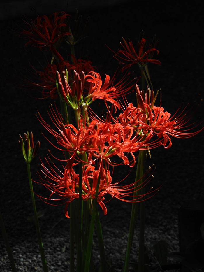 牧野記念庭園 2025 彼岸花 9月下旬開花、白花曼珠沙華は満開見頃！ | K