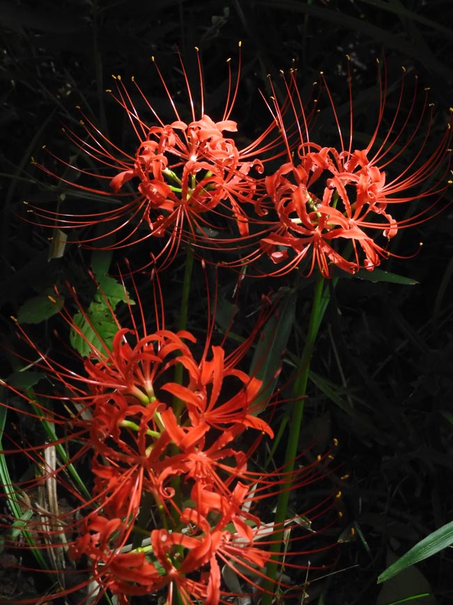 牧野記念庭園 2025 彼岸花 9月下旬開花、白花曼珠沙華は満開見頃！ | K