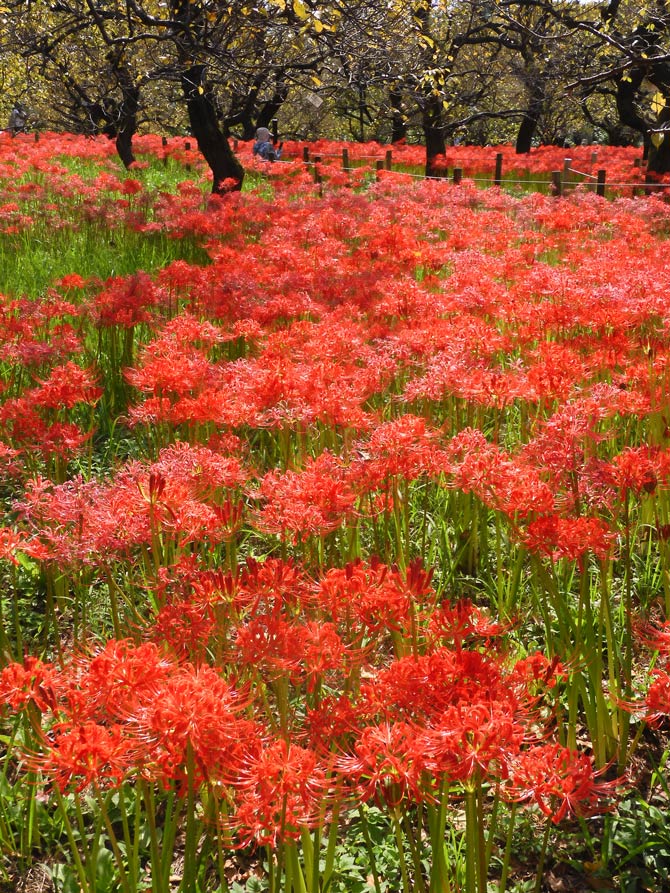 第3回 郷土の森 曼珠沙華まつり〈1〉2025 見頃！40万株の赤と白花も愉