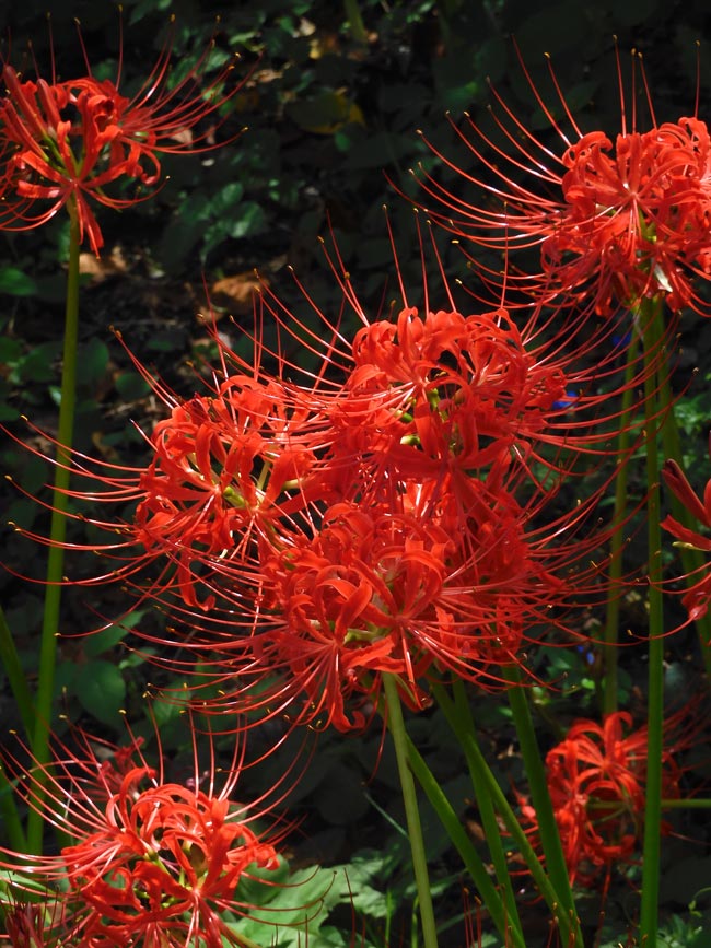 第3回 郷土の森 曼珠沙華まつり〈1〉2025 見頃！40万株の赤と白花も愉