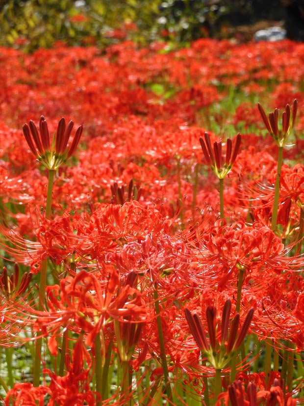 第3回 郷土の森 曼珠沙華まつり〈1〉2025 見頃！40万株の赤と白花も愉