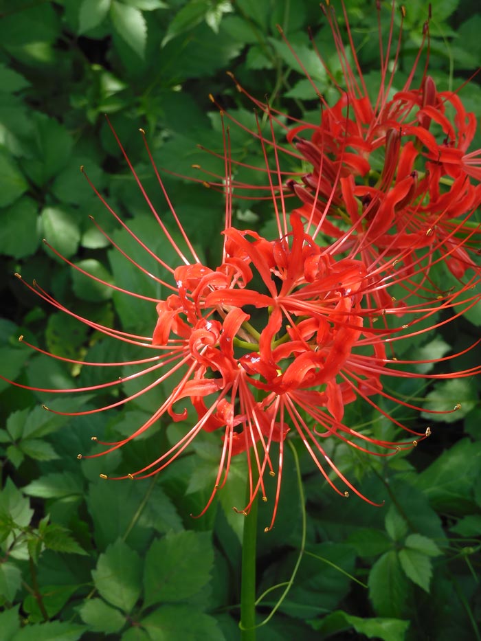 第3回 郷土の森 曼珠沙華まつり〈2〉彼岸花とアゲハ蝶、萩のトンネル