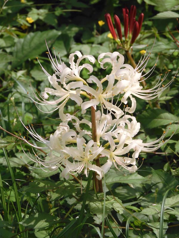 第3回 郷土の森 曼珠沙華まつり〈2〉彼岸花とアゲハ蝶、萩のトンネル