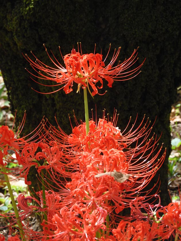 第3回 郷土の森 曼珠沙華まつり〈2〉彼岸花とアゲハ蝶、萩のトンネル
