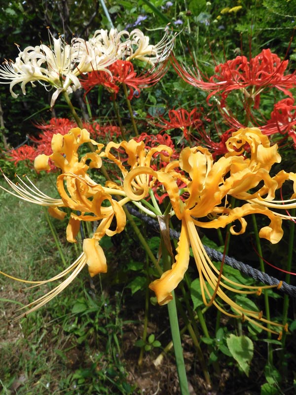 山野草・斑入り・彼岸花・黄覆輪ヒガンバナ ヒガンバナ 香川県産 最上