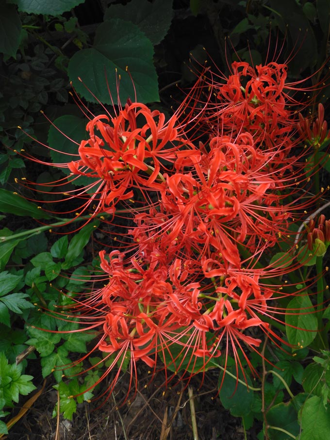 s*5様 虎 残響 赤 ヒガンバナ #172 奈良 佛隆寺 . ヒガンバナ . 獣害で一度は消えた彼岸花の絨毯