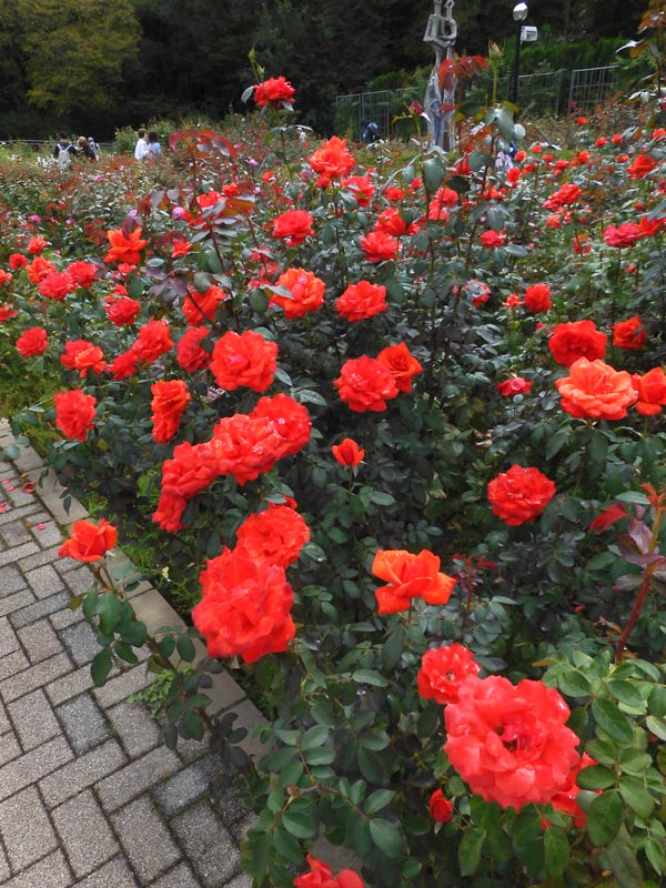 神代植物公園 2025 秋バラ〈2〉10月中旬雨上がり「秋のバラフェスタ