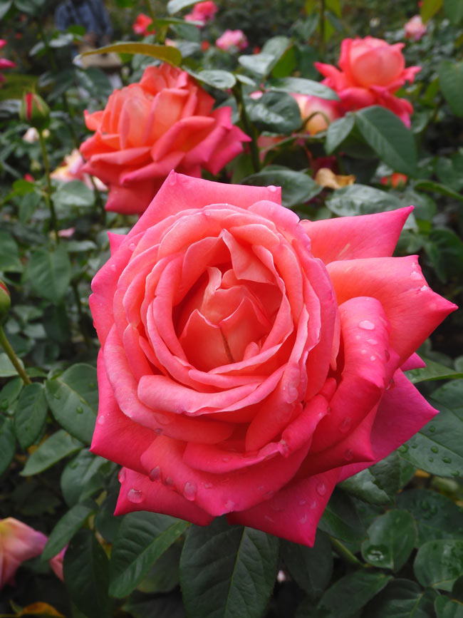 神代植物公園 2025 秋バラ〈3〉シカゴピース、朝雲、イサベルデオル