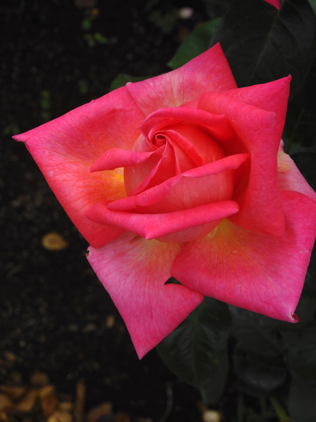 神代植物公園 2025 秋バラ〈3〉シカゴピース、朝雲、イサベルデオル