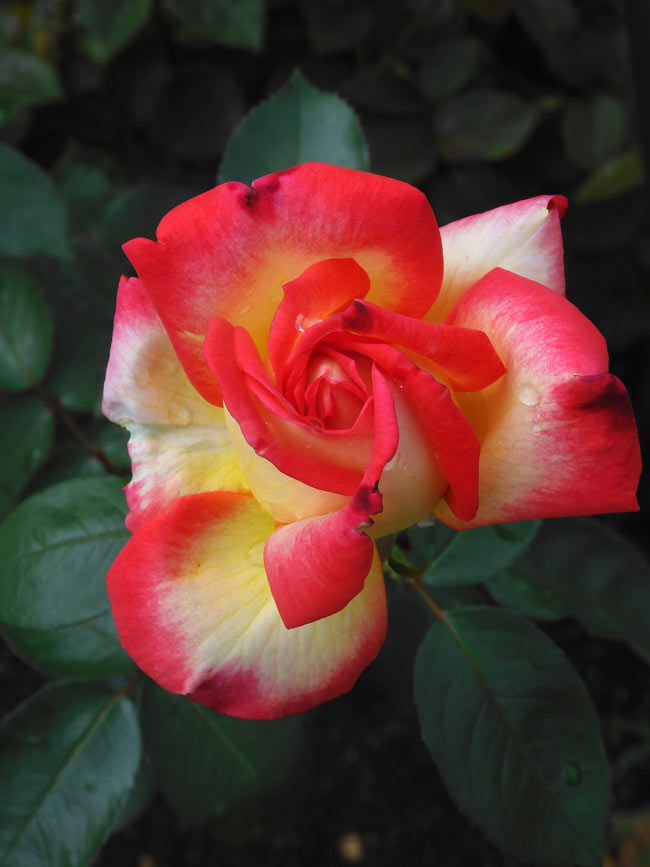 神代植物公園 2025 秋バラ〈3〉シカゴピース、朝雲、イサベルデオル