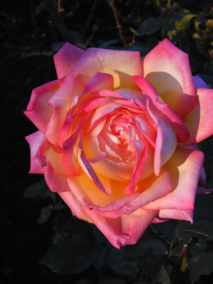 神代植物公園 2025 秋バラ〈3〉シカゴピース、朝雲、イサベルデオル