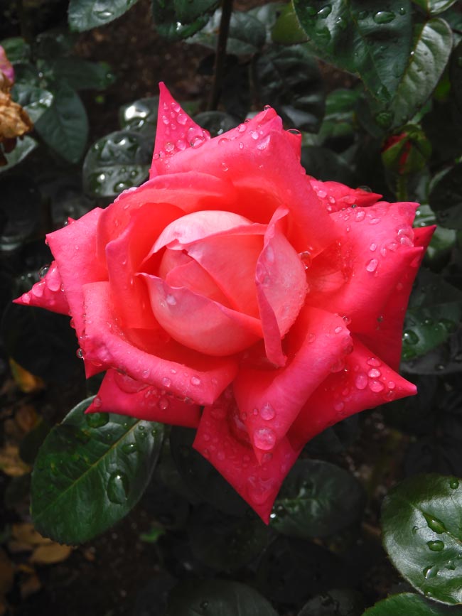 神代植物公園 2025 秋バラ〈3〉シカゴピース、朝雲、イサベルデオル