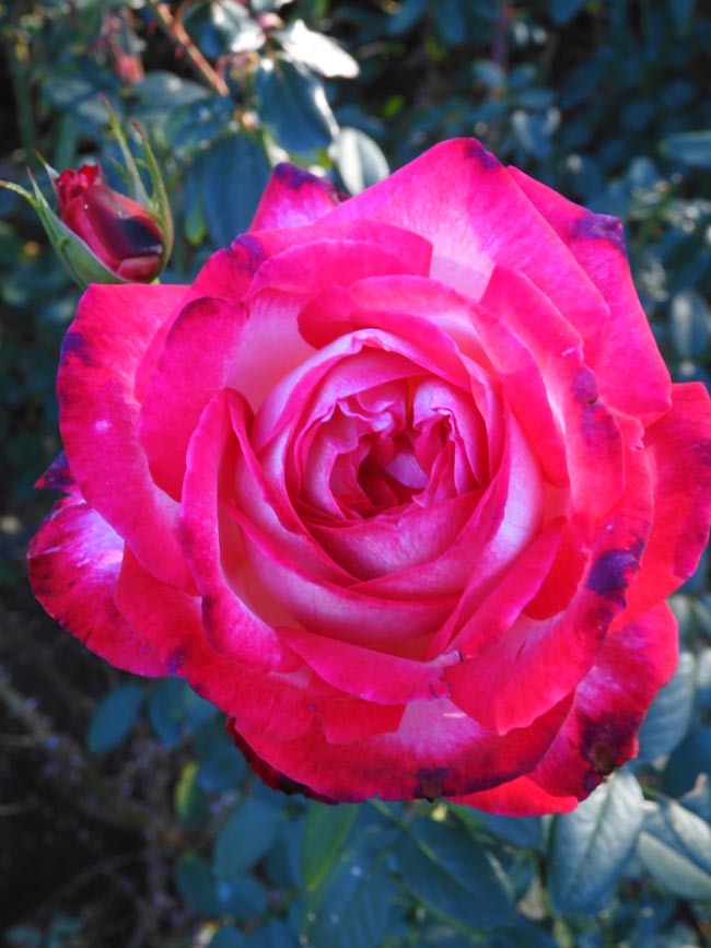 神代植物公園 2025 秋バラ〈3〉シカゴピース、朝雲、イサベルデオル