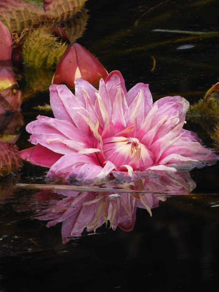 パラグアイ鬼蓮＆熱帯スイレン 2025 秋＋蔵出し〈夜咲き品種 神代植物