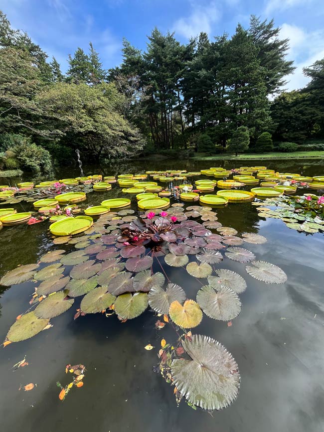 水蓮 パラグアイ鬼蓮＆熱帯スイレン 2025 秋＋蔵出し〈夜咲き品種 神代植物