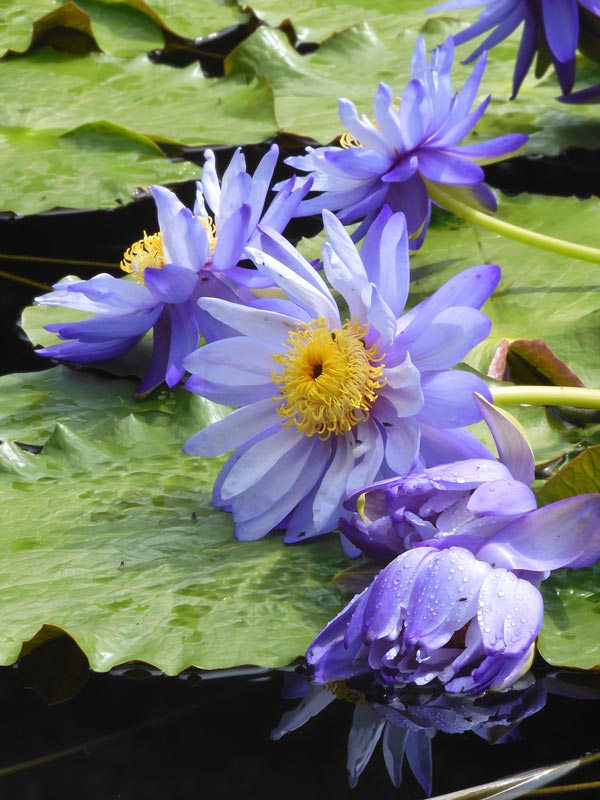 パラグアイ鬼蓮＆熱帯スイレン 2025 秋＋蔵出し〈夜咲き品種 神代植物