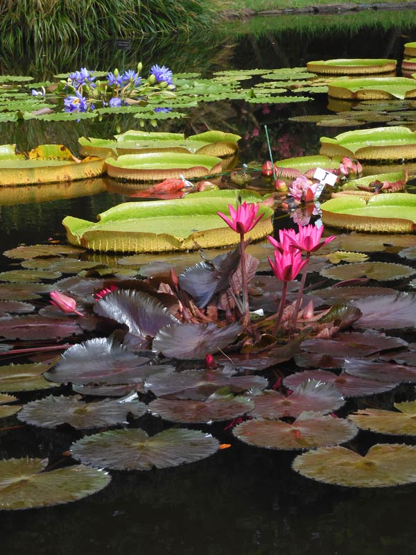 パラグアイ鬼蓮＆熱帯スイレン 2025 秋＋蔵出し〈夜咲き品種 神代植物