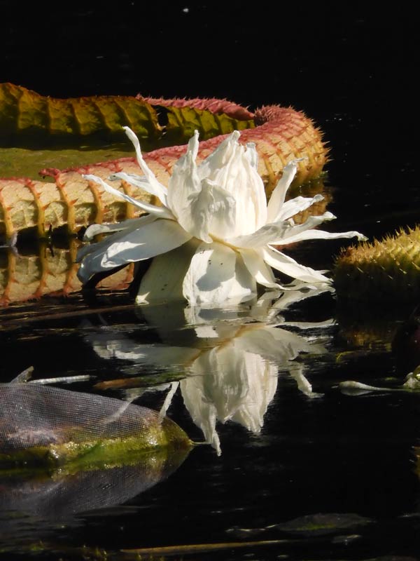 パラグアイ鬼蓮＆熱帯スイレン 2025 秋＋蔵出し〈夜咲き品種 神代植物