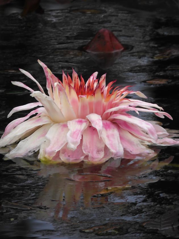 パラグアイ鬼蓮＆熱帯スイレン 2025 秋＋蔵出し〈夜咲き品種 神代植物