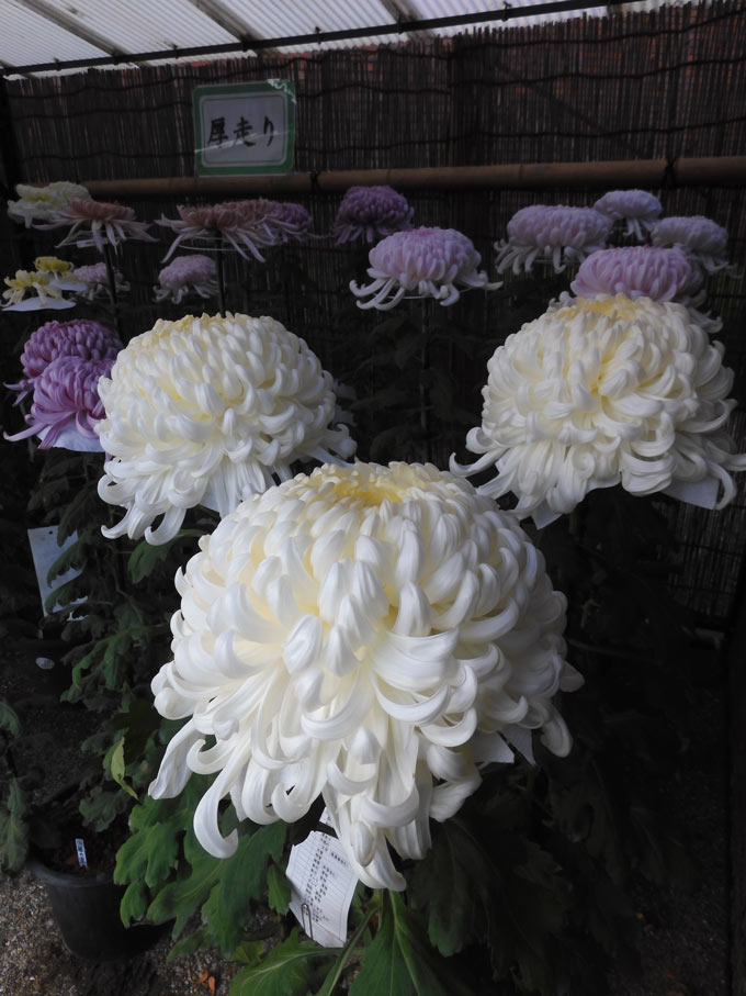 神代植物公園 菊花大会 2025 開花状況 11月上旬 | K U R A D A S H I