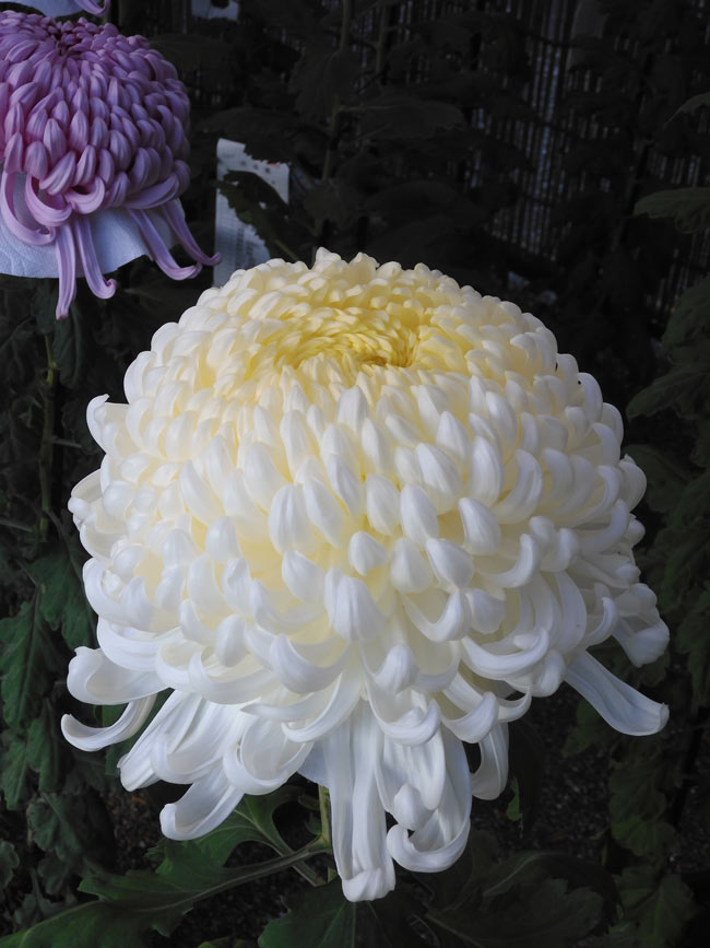 神代植物公園 菊花大会 2025 開花状況 11月上旬 | K U R A D A S H I