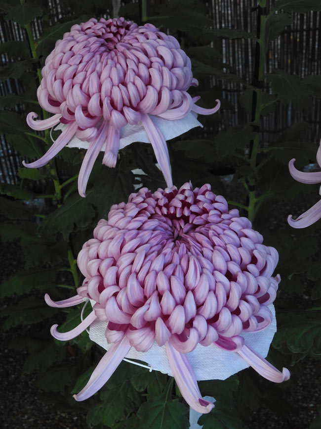 神代植物公園 菊花大会 2025 開花状況 11月上旬 | K U R A D A S H I