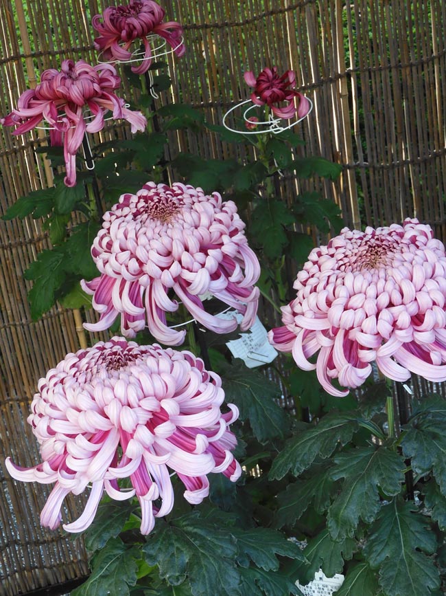 神代植物公園 菊花大会 2025 開花状況 11月上旬 | K U R A D A S H I