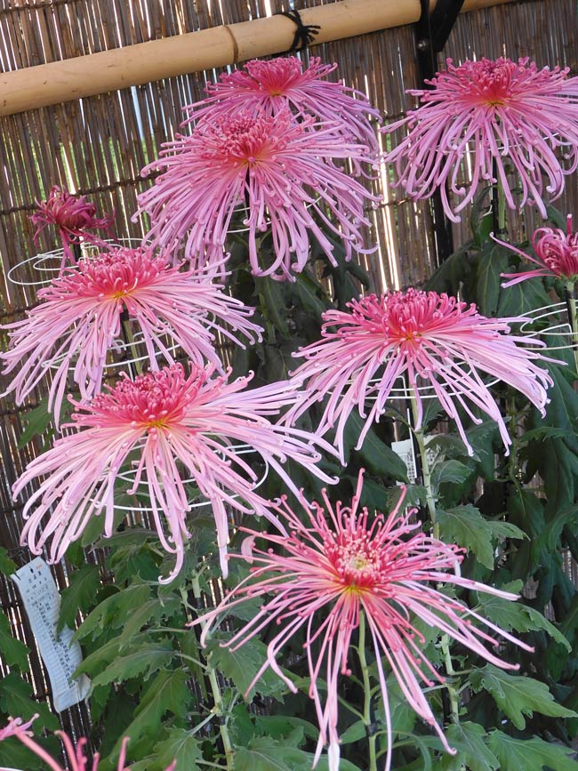神代植物公園 菊花大会 2025 開花状況 11月上旬 | K U R A D A S H I