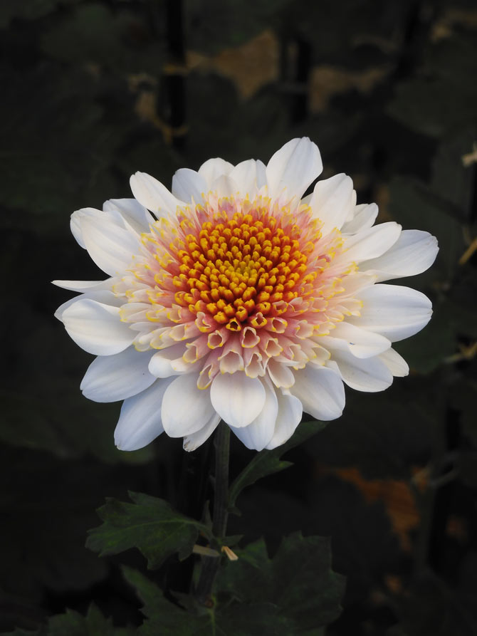 神代植物公園 菊花大会 2025 開花状況 11月上旬 | K U R A D A S H I