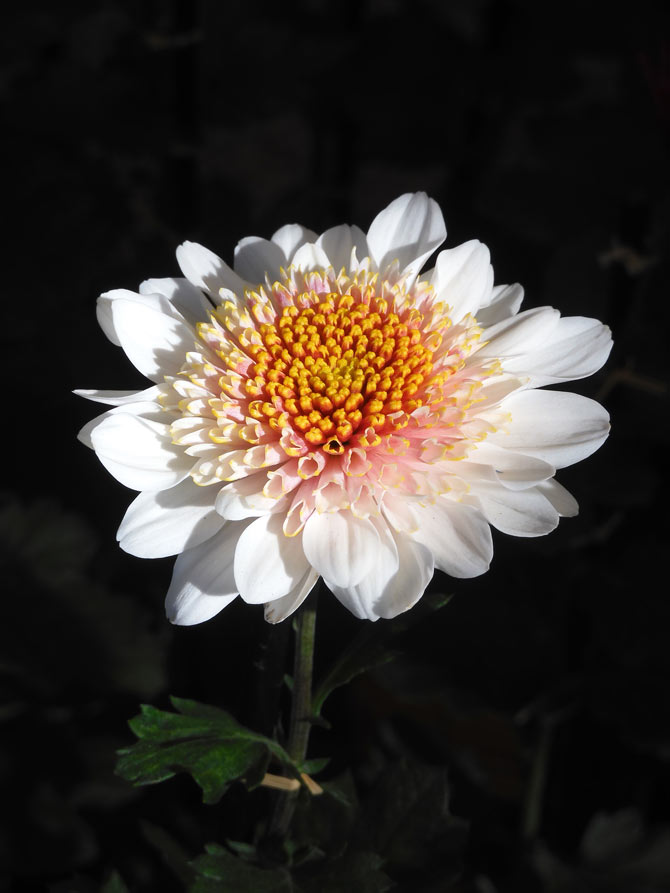 神代植物公園 菊花大会 2025 開花状況 11月上旬 | K U R A D A S H I