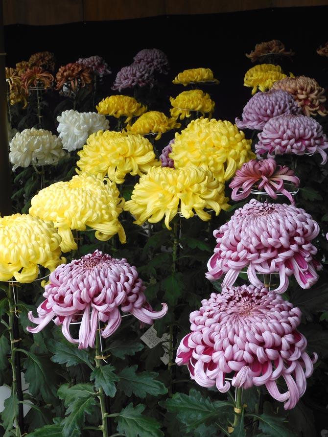 湯島天神菊まつり 2025 見頃の大菊と境内の見どころ 11月上旬〈後編