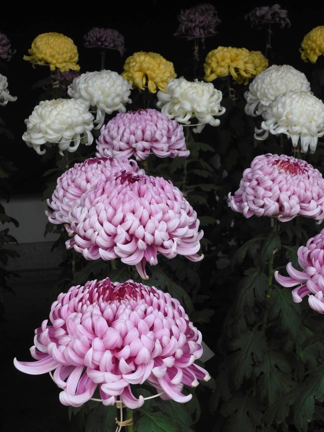 湯島天神菊まつり 2025 見頃の大菊と境内の見どころ 11月上旬〈後編