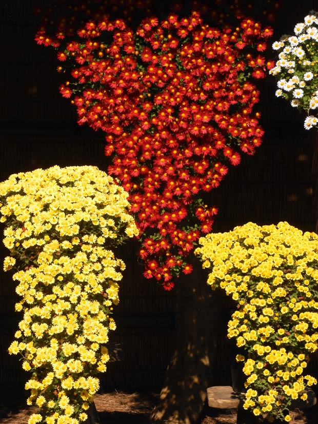 新宿御苑 菊花壇展 2025 見頃の会期末〈1〉【懸崖作り花壇】【伊勢菊