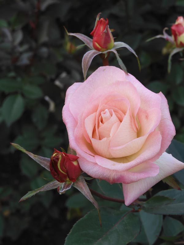 冬薔薇【枯淡篇】神代植物公園 ばら園 12月上旬開花の冬バラ 2025