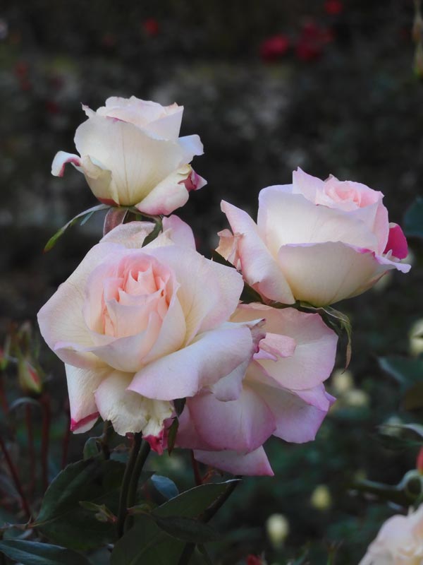 冬薔薇【枯淡篇】神代植物公園 ばら園 12月上旬開花の冬バラ 2025