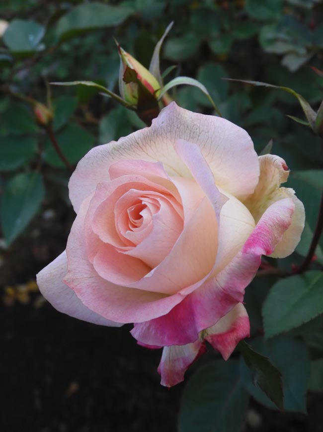 冬薔薇【枯淡篇】神代植物公園 ばら園 12月上旬開花の冬バラ 2025