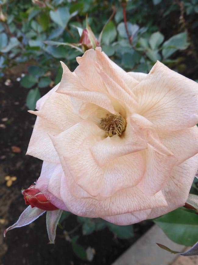 冬薔薇【枯淡篇】神代植物公園 ばら園 12月上旬開花の冬バラ 2025