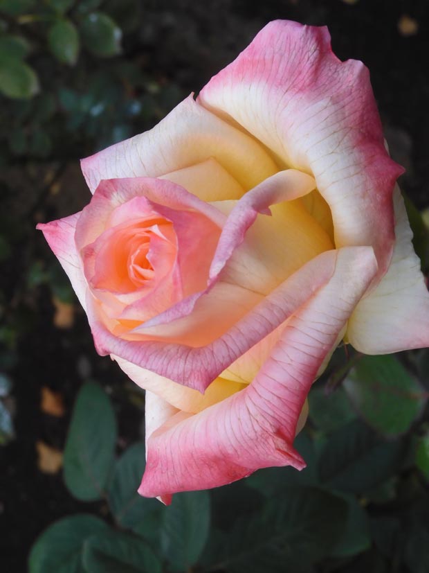 冬薔薇【枯淡篇】神代植物公園 ばら園 12月上旬開花の冬バラ 2025