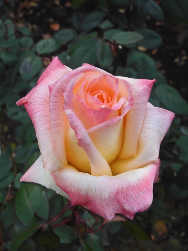 冬薔薇【枯淡篇】神代植物公園 ばら園 12月上旬開花の冬バラ 2025