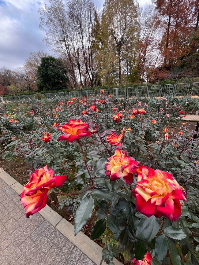 冬薔薇【濃縮紅篇】神代植物公園 ばら園 12月上旬開花の冬バラ 2025