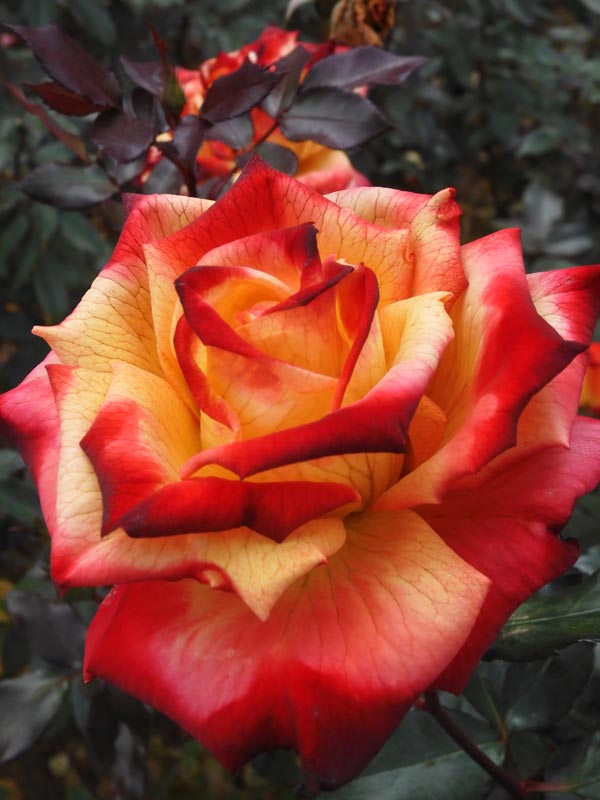 冬薔薇【濃縮紅篇】神代植物公園 ばら園 12月上旬開花の冬バラ 2025