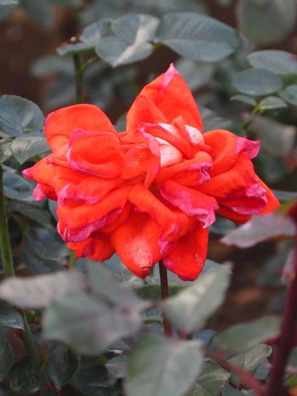 冬薔薇【枯花艶崩れ篇】神代植物公園 ばら園 12月上旬開花の冬バラ